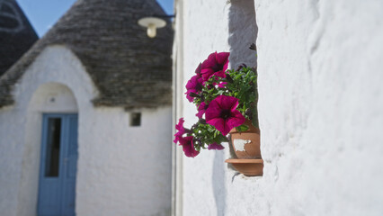 Colorful petunias bloom in a pot against the white stone walls of a traditional trullo house in alberobello, puglia, italy, under a clear blue sky.