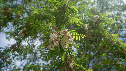Fototapeta premium Close-up of a locust tree, robinia pseudoacacia, showing clusters of white flowers and green leaves in an outdoor setting in puglia, italy, on a sunny day.