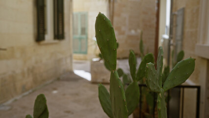 Prickly pear cactus grows in a rustic alleyway of lecce, puglia, italy, showcasing the charming...