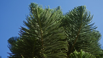 Close-up of lush norfolk island pine araucaria heterophylla branches against a clear blue sky in puglia, italy, highlighting the verdant foliage and outdoor environment.