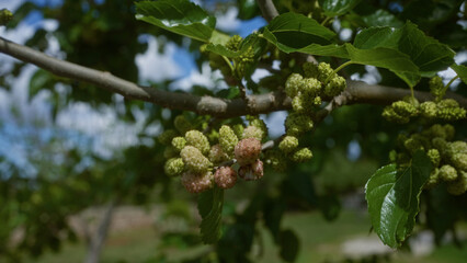 Fototapeta premium Close-up of a white mulberry tree morus alba with ripe and unripe fruits, featuring green leaves and branches under a sunny sky in puglia, southern italy.