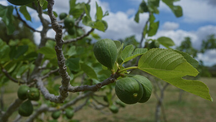 Fototapeta premium Ripe fig fruits hang from a branch of a fig tree in a sunny puglia orchard with a clear blue sky in the background.