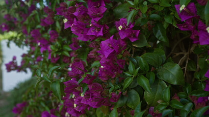 Vibrant bougainvillea spectabilis with magenta bracts and green leaves blooming outdoors in puglia, italy, showcasing the lush floral beauty of southern nature.