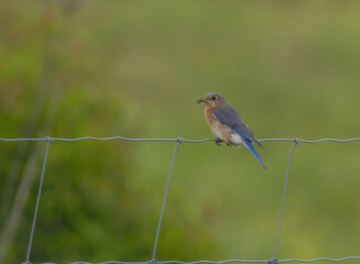 Female Bluebird With Insect