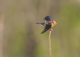 Barn Swallow In The Marsh On Cattail