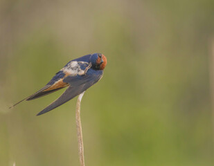 Barn Swallow In The Marsh On Cattail