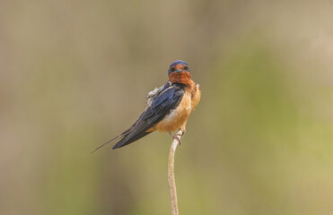 Barn Swallow In The Marsh On Cattail