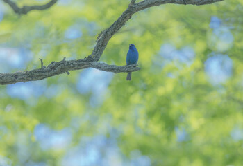 indigo Bunting High In Tree
