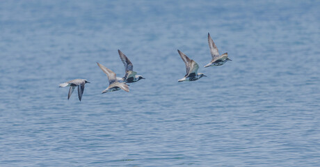 Black Bellied Plovers In Flight