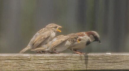House Sparrow With Its Young