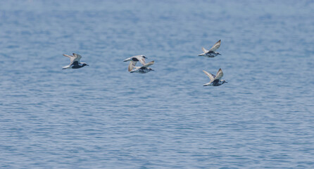 Black Bellied Plovers In Flight