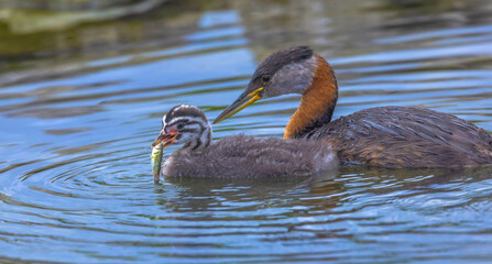 Young Grebe With Fish