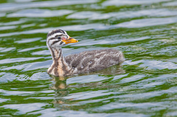 Close Up Of Young Grebe