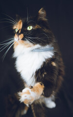 Gata con ojos amarillos pelaje negro, amarillo y blanco. Retrato.. Fondo nnegro