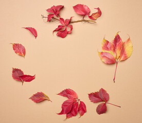Red leaf of Parthenocissus quinquefolia bush on beige background, top view.