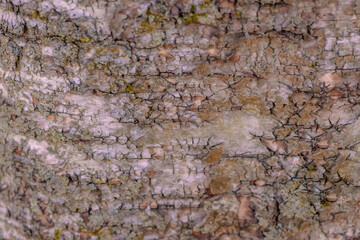 Abstract Looking Tree Bark
