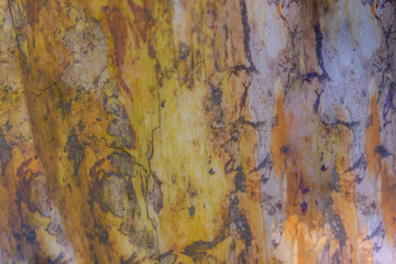 Abstract Looking Tree Bark