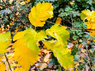 Crataegus pinnatifida. Yellow leaves. Autumn background.