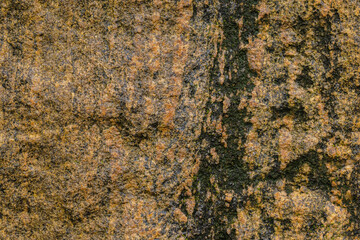 Variety Of Lichens On Stone