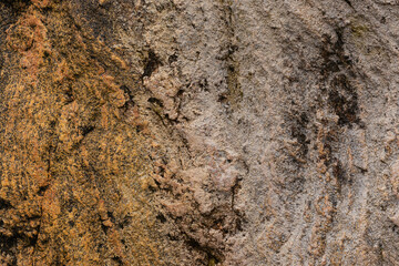 Variety Of Lichens On Stone