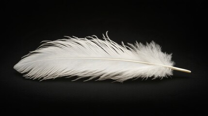 A single white feather lies against a contrasting dark background, highlighting its softness, purity, and the themes of fragility and ethereal beauty.