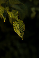 Fototapeta na wymiar Close Up of a Green Leaf with Water Droplets and Textured Veins