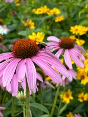 flowers in a field