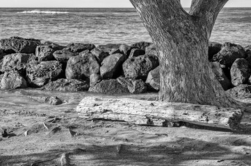 Seascape of a Driftwood Log and Tree on a Beach in Waikiki, Hawaii.