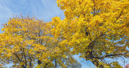 Fototapeta premium The trees are full of yellow leaves and the sky is blue