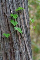 Green leaves of morning glory vine trail over the textured trunk of a cypress pine tree