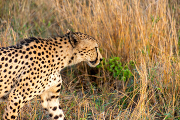 Naklejka premium guépard dans le Parc National Kruger, Afrique du Sud