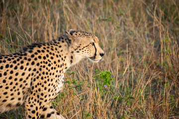 guépard dans le Parc National Kruger, Afrique du Sud