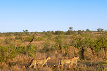 guépard dans le Parc National Kruger, Afrique du Sud