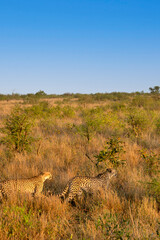 guépard dans le Parc National Kruger, Afrique du Sud
