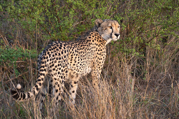 guépard dans le Parc National Kruger, Afrique du Sud