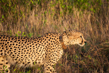 guépard dans le Parc National Kruger, Afrique du Sud