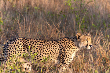 guépard dans le Parc National Kruger, Afrique du Sud