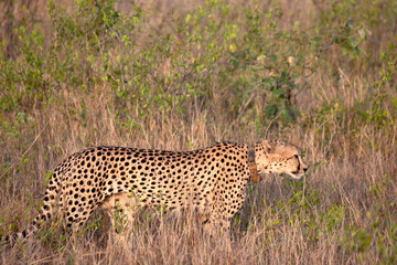 guépard dans le Parc National Kruger, Afrique du Sud