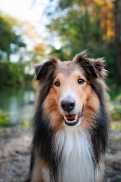 Young Shetland pure breed dog