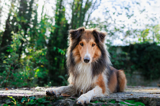 Young Shetland pure breed dog