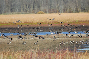 Migration Flock of geese. English name this species is Greater White-fronted Geese