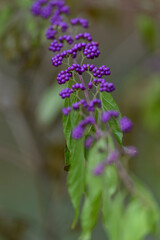 Forked mulberry and its purple fruits.
