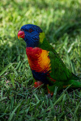 rainbow lorikeet parrot