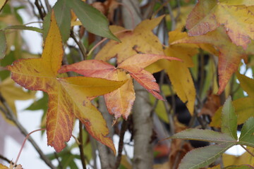 Autumn leaves on the tree