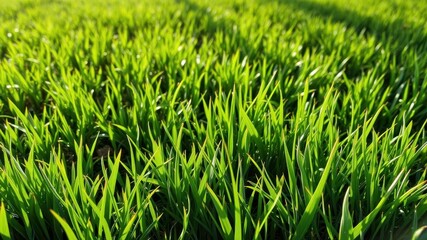 Obraz premium Vibrant green grass blades glistening in the sunlight on a fresh spring day, outdoors, lush, season