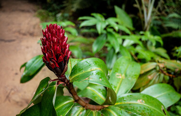 Tropical plants flowers southeast asia jungle lush green rich