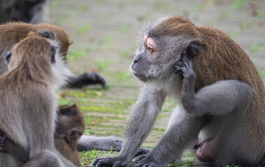 Macaques monkeys malaysia southeast asia close up animals