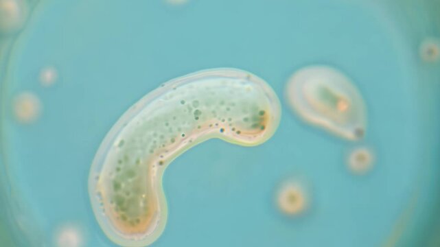 Amoeba gracefully gliding under a microscope lens