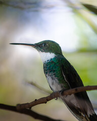 Close-up of a hummingbird perched on a branch in a natural setting