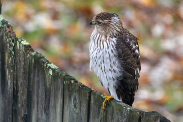 Red-shouldered Hawk on a Wooden Fence